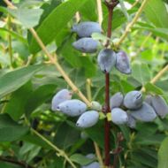 Саженец Жимолость Дончанка в контейнере